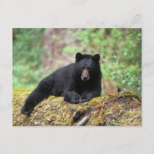 Cartão Postal Urso preto em um tronco de crescimento antigo na