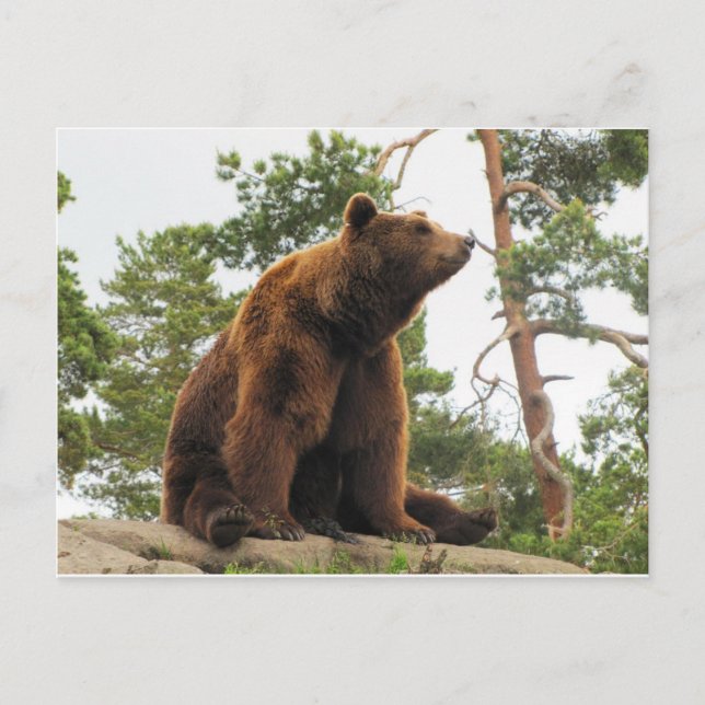 CARTÃO POSTAL URSO SENTADO EM UMA ROCHA (Frente)