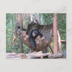 Cartão Postal Urso Sonolento Parque Florestal Hammock Camping Ar