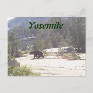Cartão Postal urso, Yosemite