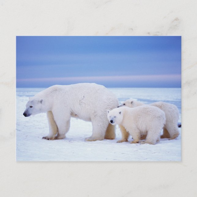 Cartão Postal Ursoa-polar fêmea com filhotes (Frente)