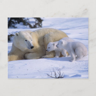 Cartão Postal Ursoaia polară culcată cu 2 pui