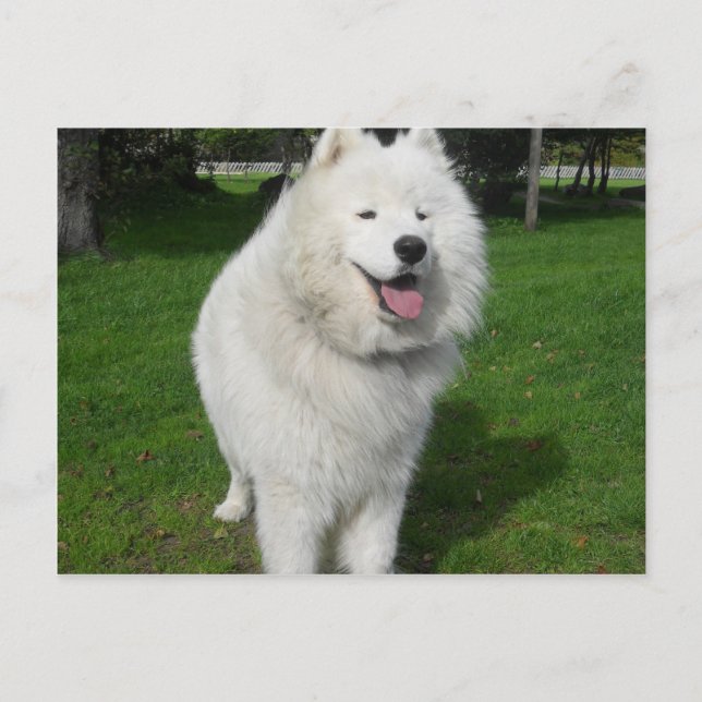 Cartão Postal Ursos de gelo… (Frente)