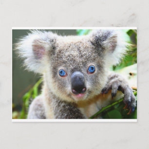 Cartão Postal Ursos de Koala