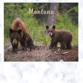 Cartão Postal Ursos em Boulder Valley Montana nos EUA
