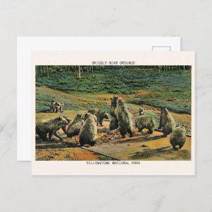 Cartão Postal ursos-grizzly, presentes do parque nacional de ped