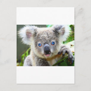 Cartão Postal Ursos Koalás