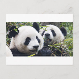 Cartão Postal Ursos Panda