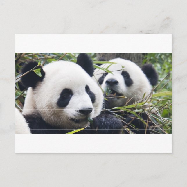Cartão Postal Ursos Panda (Frente)