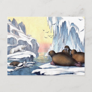 Cartão Postal Ursos Polares, Morsa E Selos
