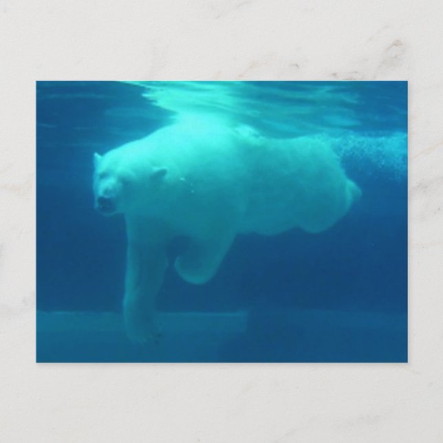 Cartão Postal Ursos Selvagens (Frente)