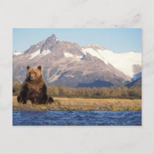 Cartão Postal Ursus arctos, urso-pardo, Ursus