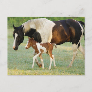 Cartão Postal USA, Florida, Newborn Paint filly