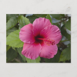 Cartão Postal USA, Hawaii, Oahu. The Hibiscus is the 2