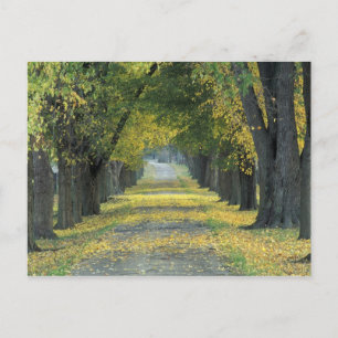 Cartão Postal USA, Kentucky, Louisville. Tree-lined road in