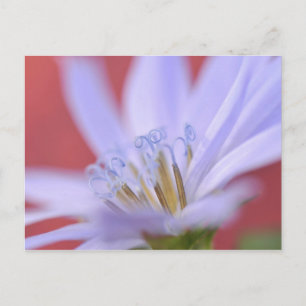 Cartão Postal USA, Oregon, Portland. Close-up of wild chicory