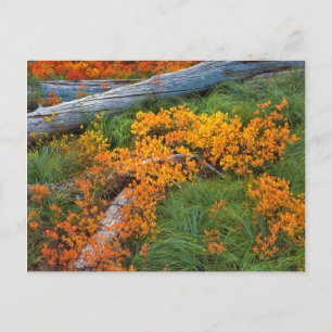 Cartão Postal USA, Oregon, Willamette National Forest