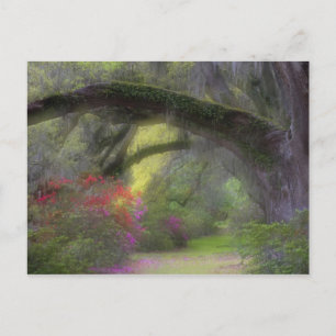 Cartão Postal USA, South Carolina, Magnolia Gardens.