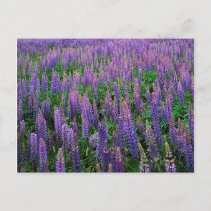 Cartão Postal USA, Washington, Clallam County, Lupine