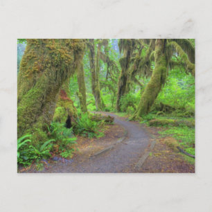 Cartão Postal USA, Washington, Olympic National Park, Hoh 2