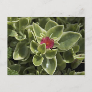 Cartão Postal USA, Washington, Woodinville, Sedum flower