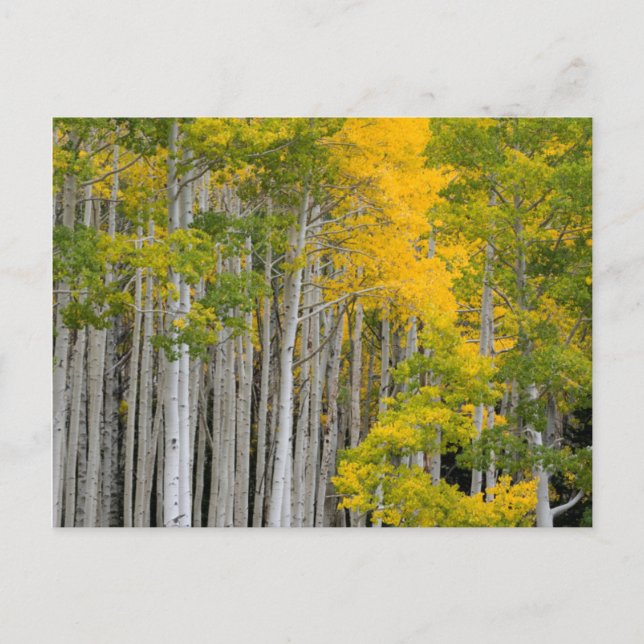 Cartão Postal Utah. EUA. Árvores Aspen (Populus Tremuloides) (Frente)