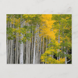 Cartão Postal Utah. EUA. Árvores Aspen (Populus Tremuloides)