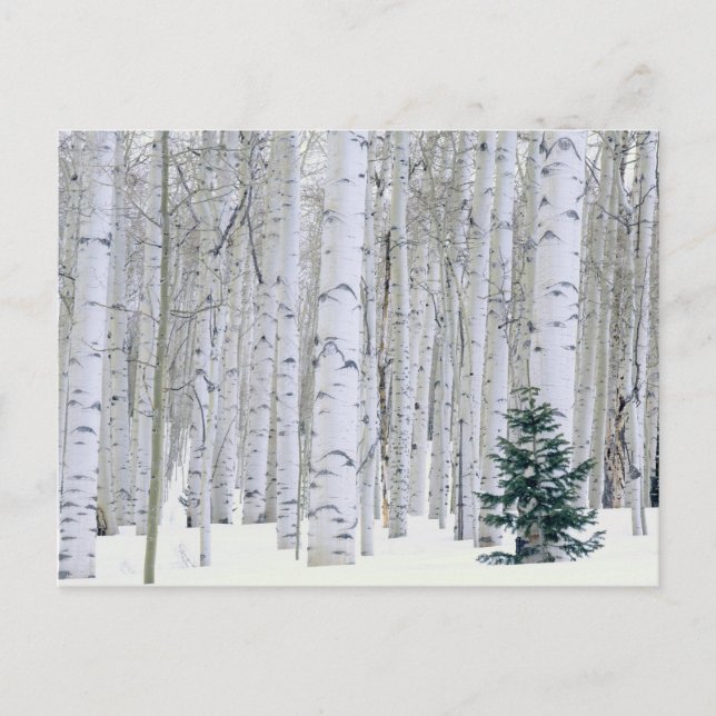 Cartão Postal UTAH. EUA. Aspen (Populus tremuloides) e Douglas (Frente)