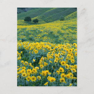 Cartão Postal UTAH. EUA. Balsamorhiza sagittata Balsamorhiza