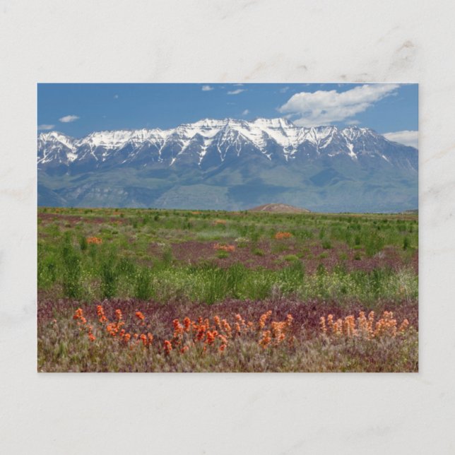 Cartão Postal Utah, EUA. Monte Timpanogos se Eleva Acima (Frente)