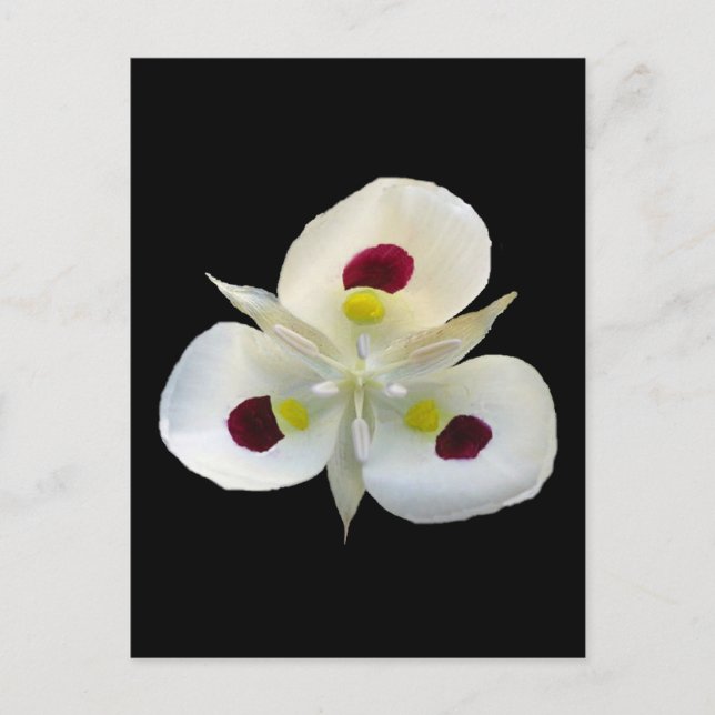 Cartão Postal Utah Sego Lily (Frente)