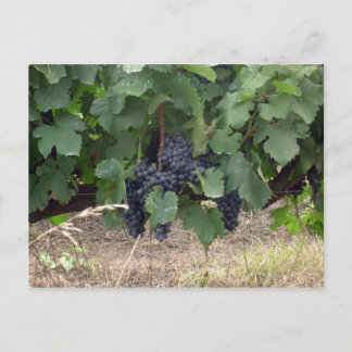 Cartão Postal Uvas