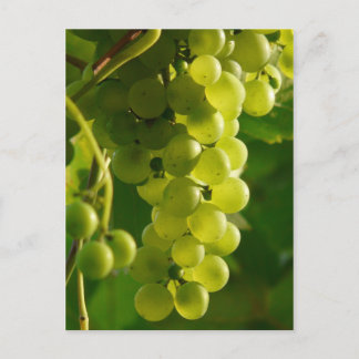 Cartão Postal Uvas