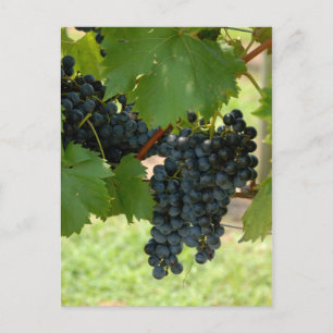 Cartão Postal Uvas de vinhedo