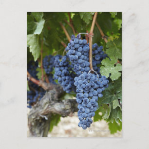 Cartão Postal Uvas de vinho tinto na vinha