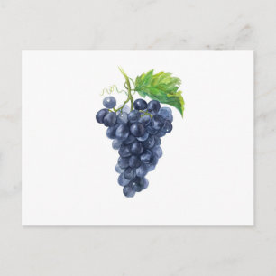 Cartão Postal Uvas escuras sobre Branco – Aquarela Botânica