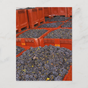 Cartão Postal Uvas Gamay recém-chegadas da colheita na