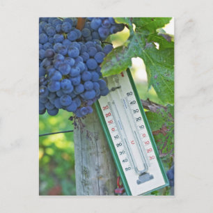 Cartão Postal Uvas Merlot em Chateau la Grave Figeac, a