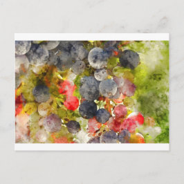 Cartão Postal Uvas na Videira prontas para fazer Vinho