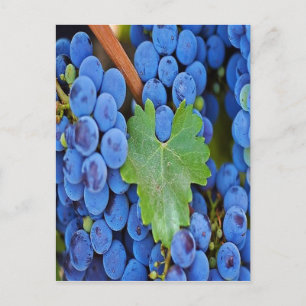 Cartão Postal Uvas numa Vinha