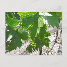 Cartão Postal Uvas Verdes Jovens na Vinha em Primavera