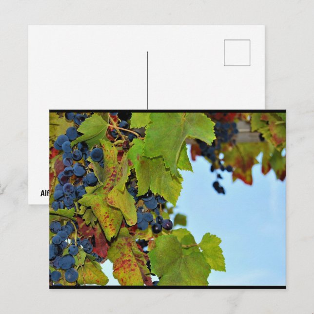 Cartão Postal Uvas Vermelhas Céu Azul (Frente/Verso)
