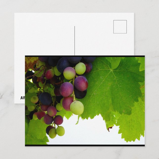 Cartão Postal Uvas Vermelhas na Videira (Frente/Verso)