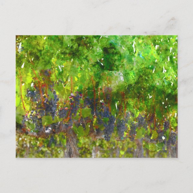 Cartão Postal Uvas Vermelhas na Vinha (Frente)