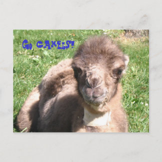 Cartão Postal Vá Camelos!