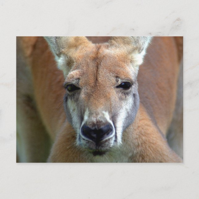 Cartão Postal vá embora (Frente)