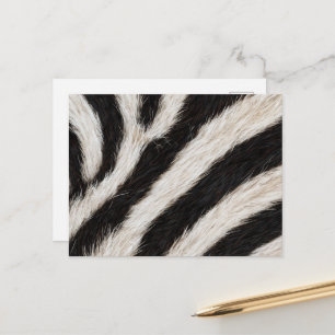 Cartão Postal Vá Listra de Zebra Preto Branco Olhar de Pelúcia F
