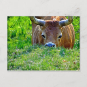 Cartão Postal vaca