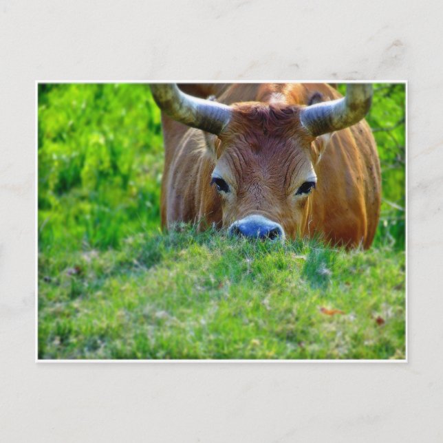 Cartão Postal vaca (Frente)