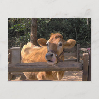 Cartão Postal Vaca